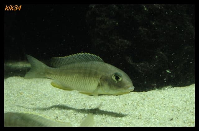 Tramitichromis sp. 'orange top' Lumbira